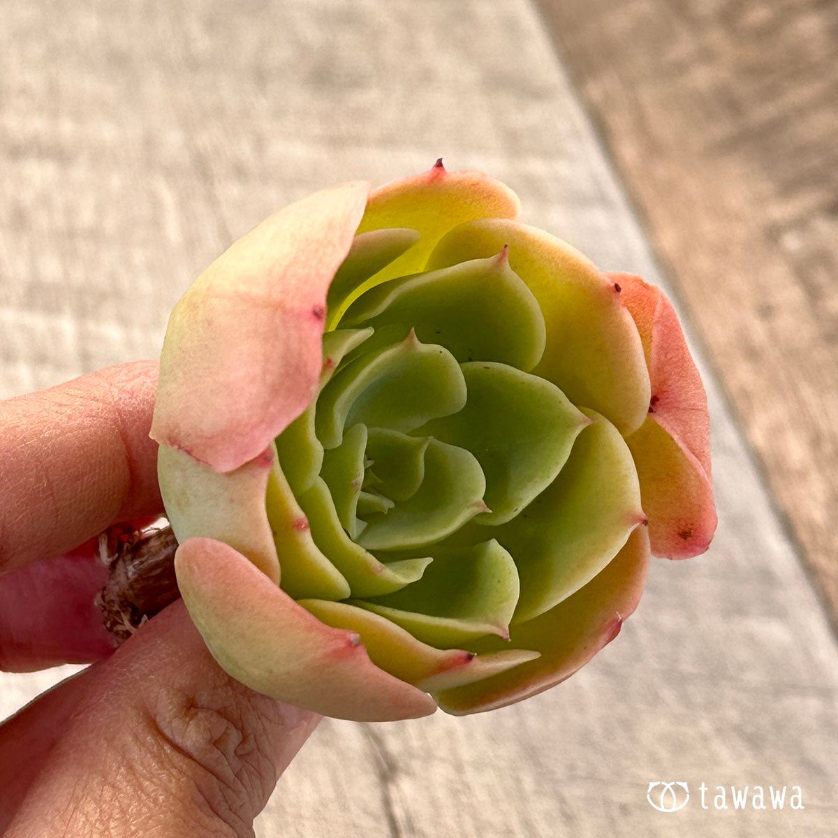 lemon rose