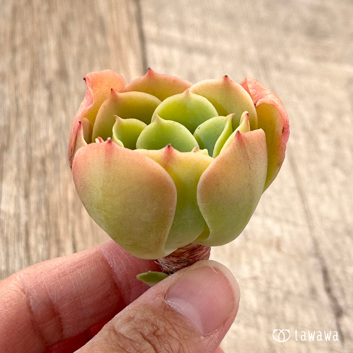 lemon rose