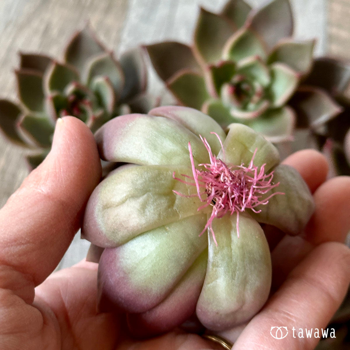 多肉植物 エアーマジック ♡モーダル♡ - 植物/観葉植物