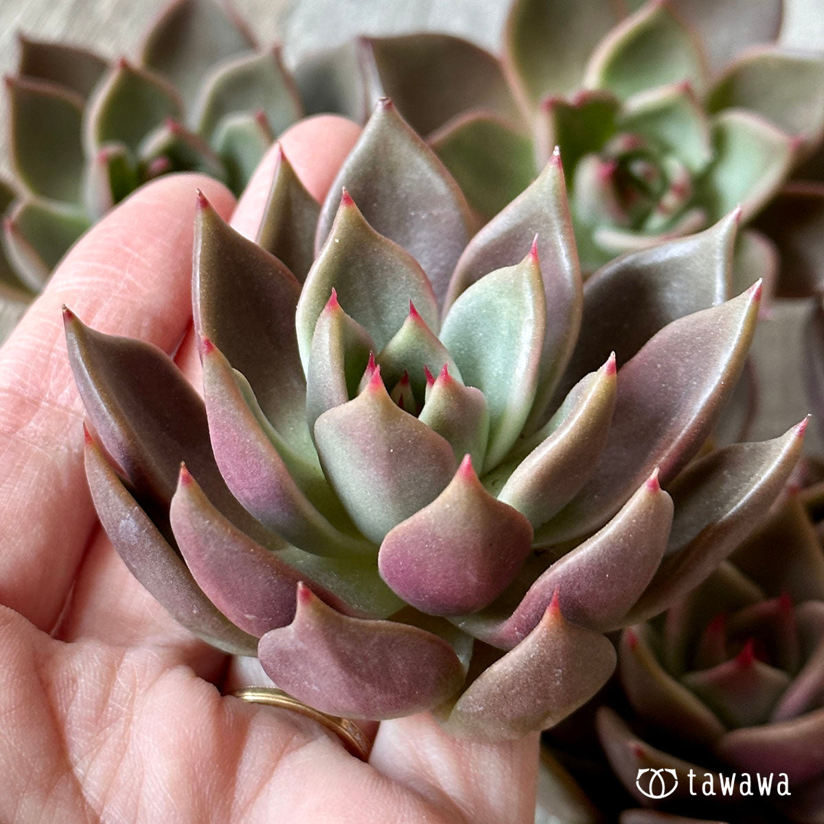 多肉植物 エアーマジック ♡モーダル♡ - 植物/観葉植物