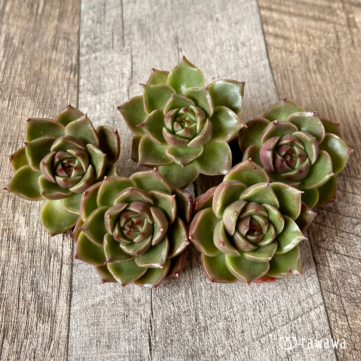[Pull-out Seedling] Omakase Echeveria 5 Seedling Set