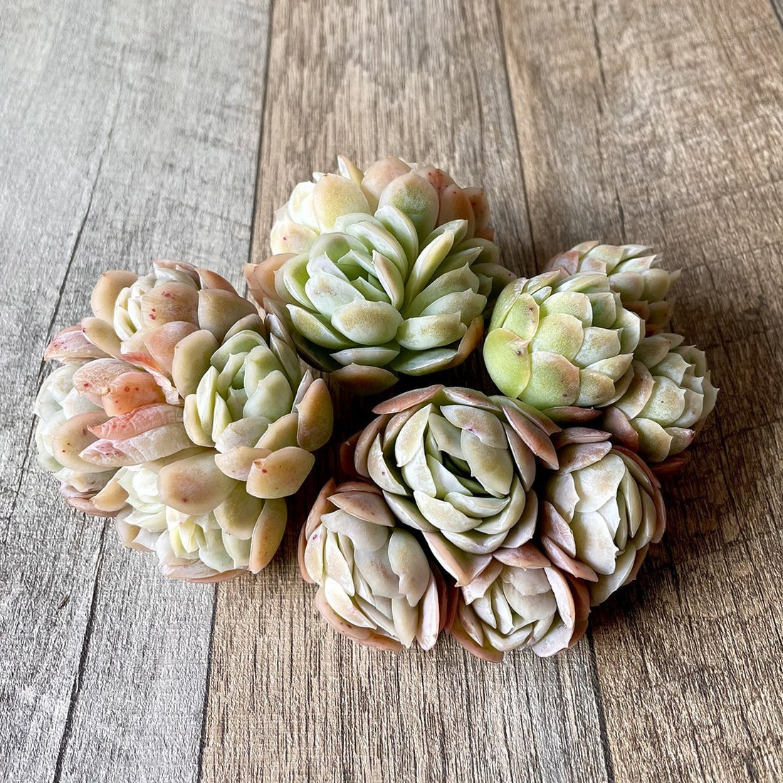 アフリカラズベリー群生 African Raspberry - 多肉植物の通販 tawawa