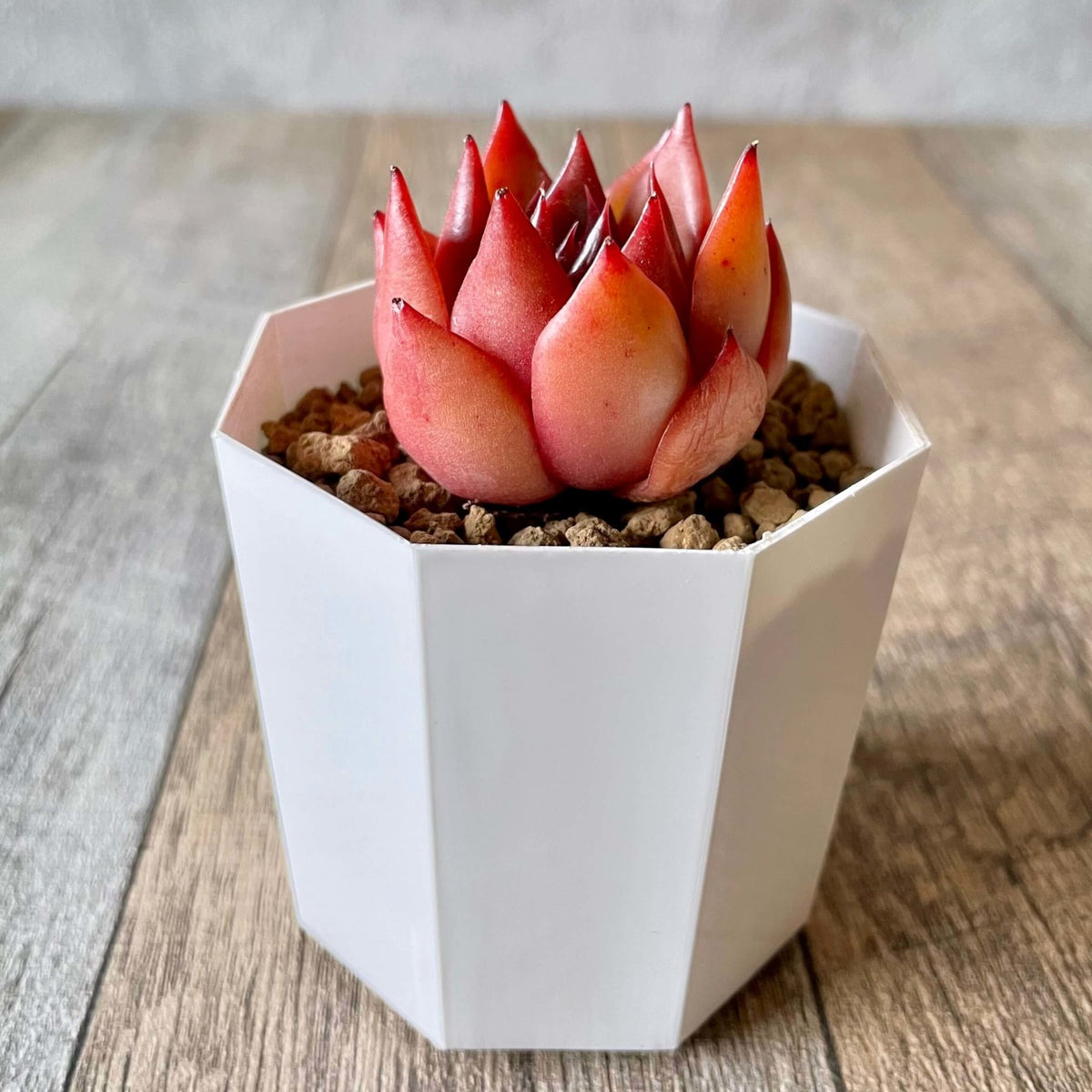 アガボイデス ルブラ　agavoides Rubra - 多肉植物の通販 tawawa