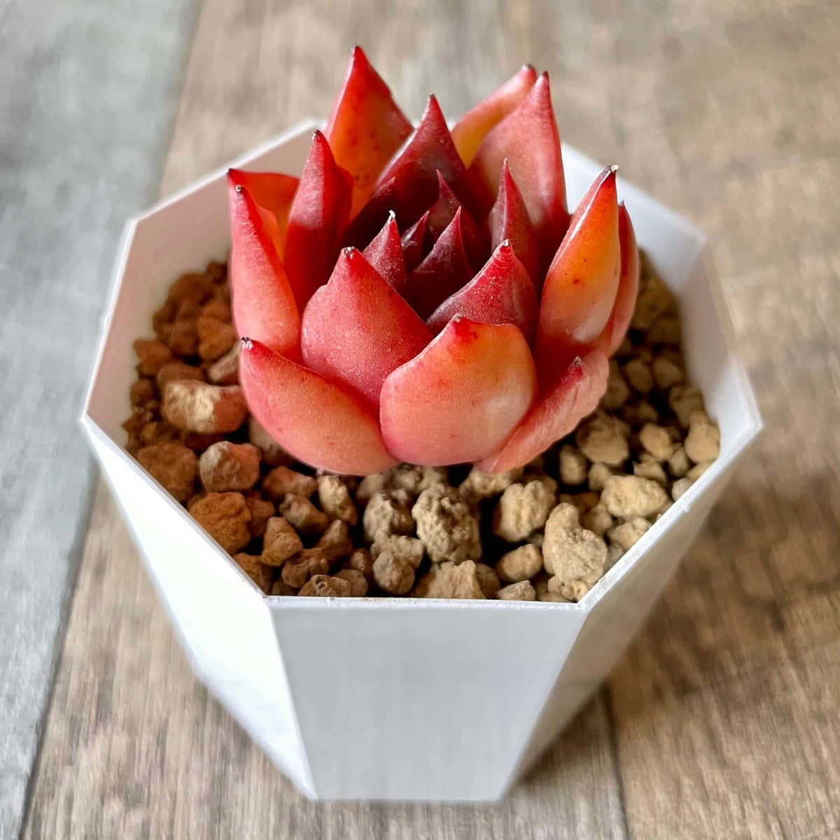 アガボイデス ルブラ　agavoides Rubra - 多肉植物の通販 tawawa