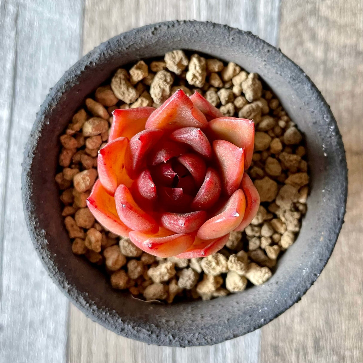 アガボイデス ルブラ　agavoides Rubra - 多肉植物の通販 tawawa