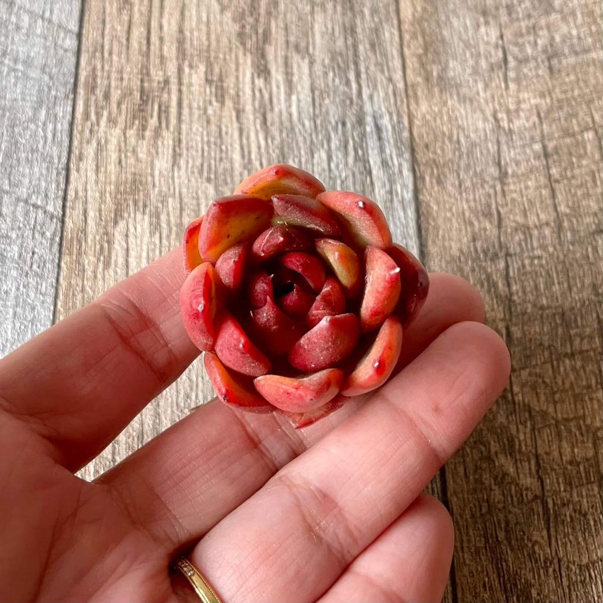 アガボイデス ルブラ　agavoides Rubra - 多肉植物の通販 tawawa