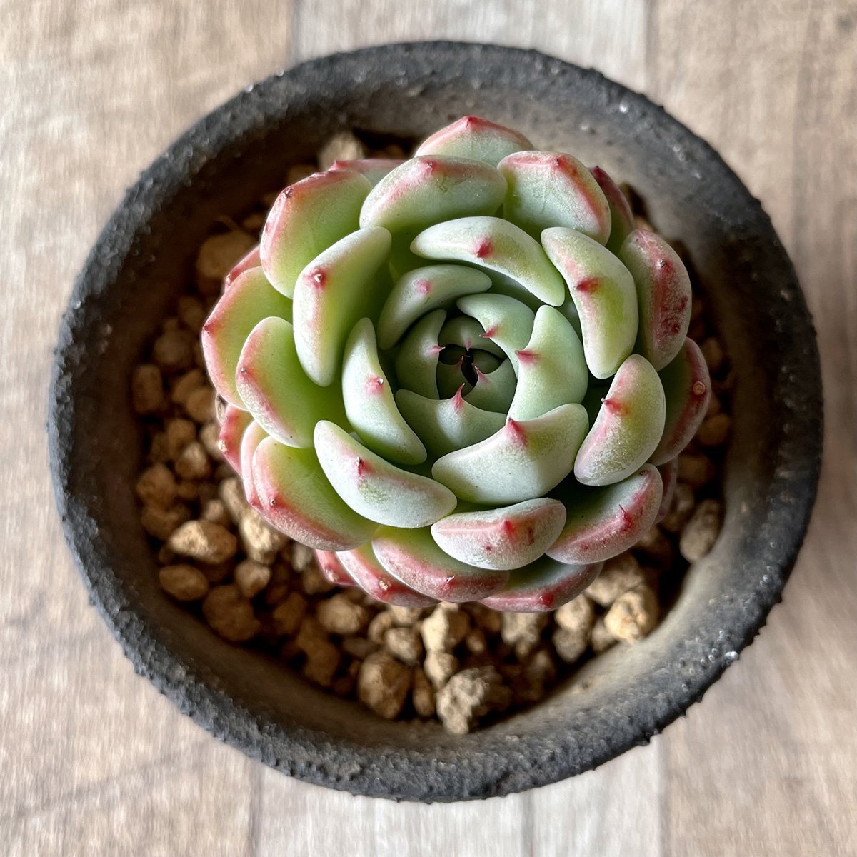 ＊新入荷＊　アーロンス　Arons - 多肉植物の通販・販売サイト tawawa