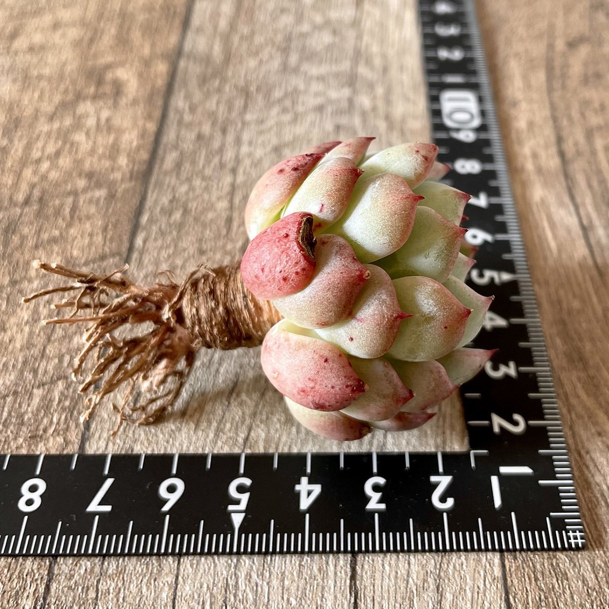 ＊新入荷＊　アーロンス　Arons - 多肉植物の通販・販売サイト tawawa