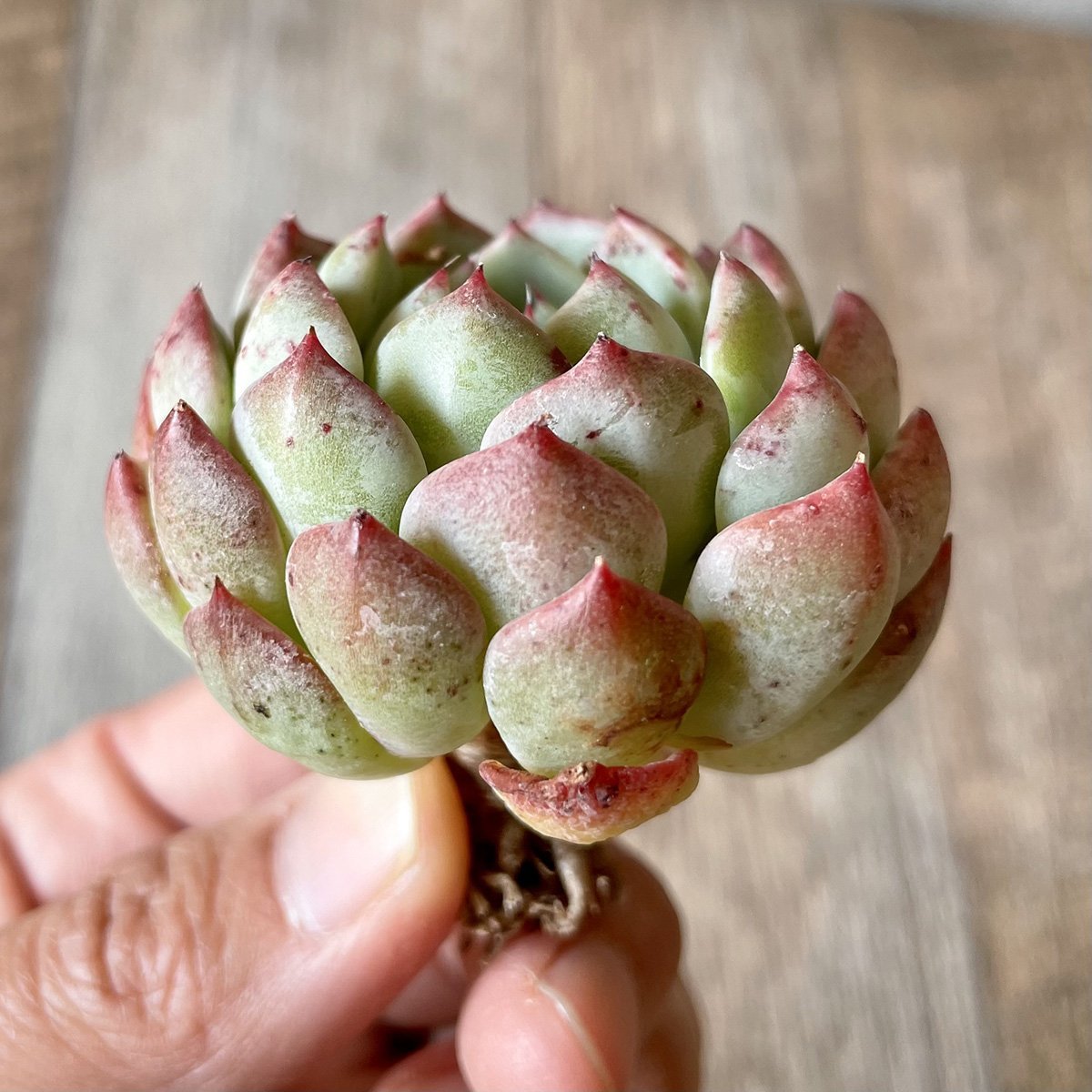 ＊新入荷＊　アーロンス②　Arons - 多肉植物の通販・販売サイト tawawa