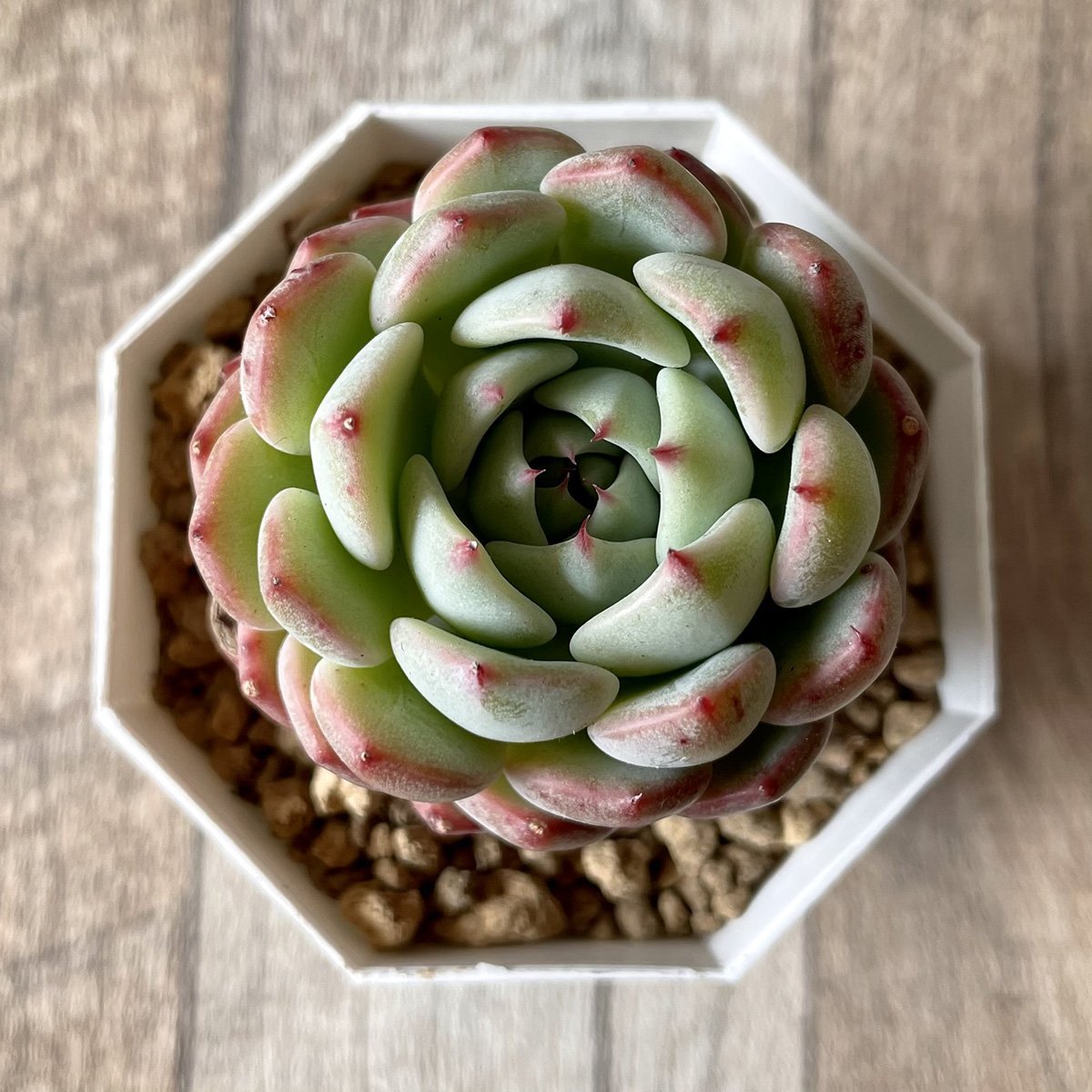 ＊新入荷＊　アーロンス　Arons - 多肉植物の通販・販売サイト tawawa