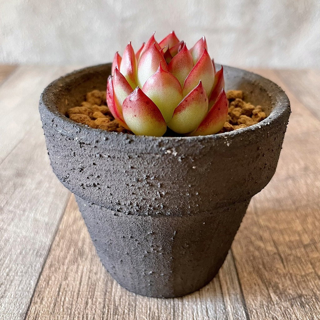 ＊新入荷＊ ボール　Ball - 多肉植物の通販 tawawa