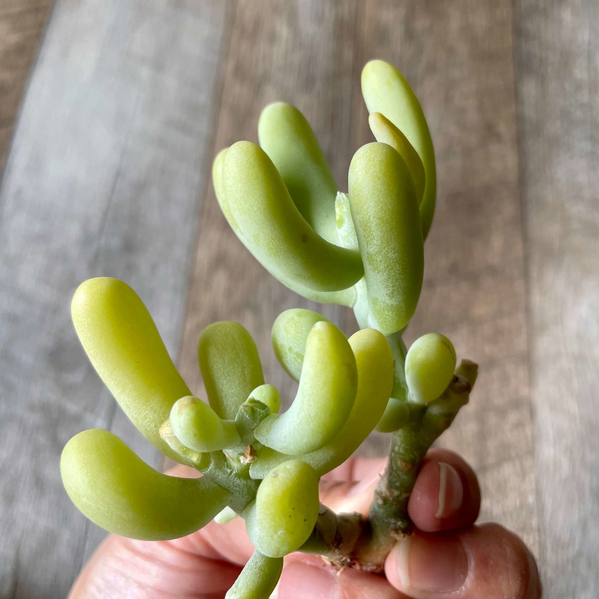 多肉植物^o^ バナナ美人 - 植物/観葉植物