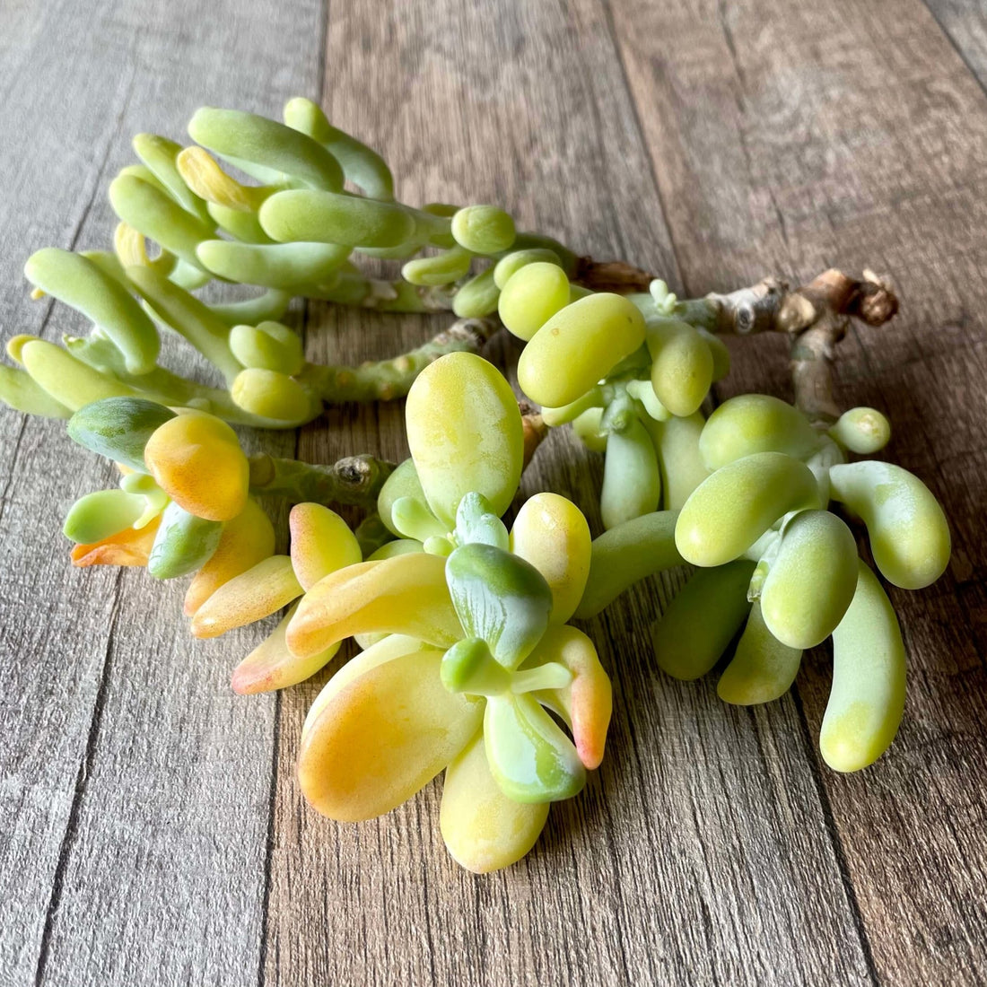 丸葉バナナ美人 bananabijin - 多肉植物の通販 tawawa