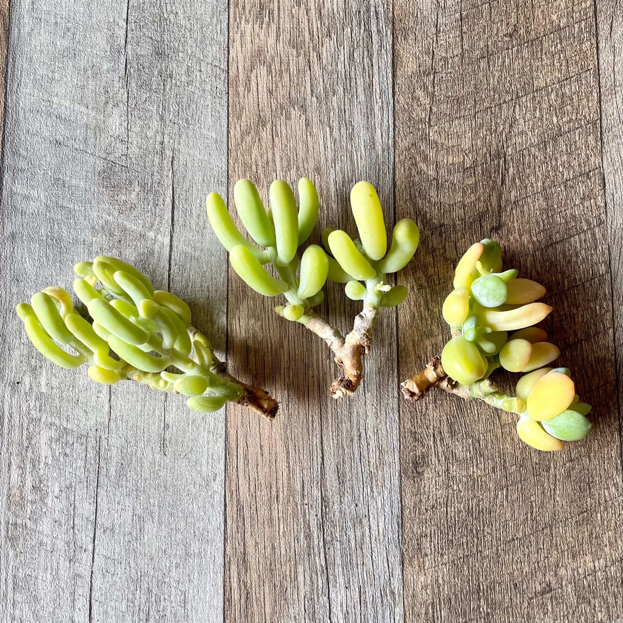 丸葉バナナ美人　bananabijin - 多肉植物の通販 tawawa