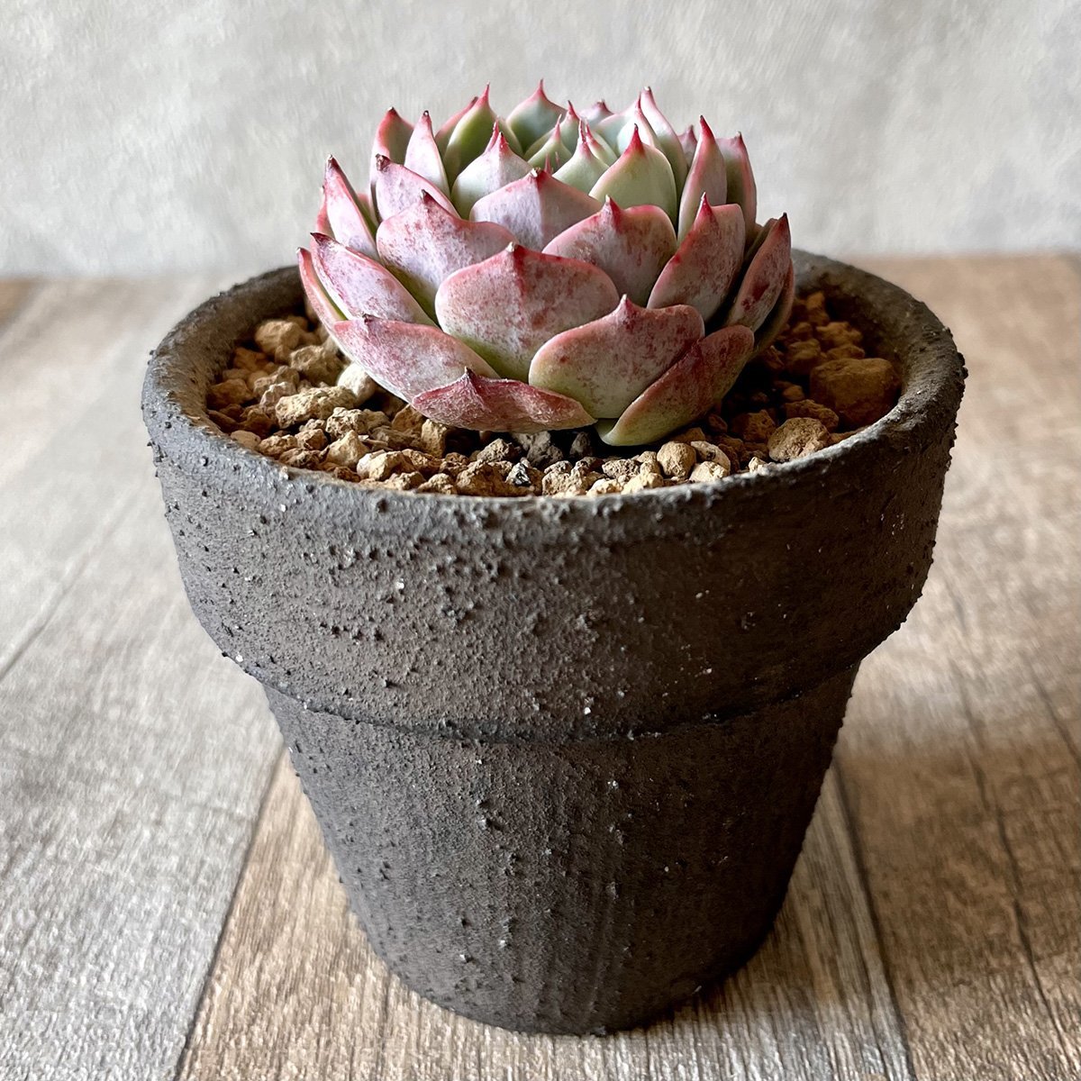 ＊新入荷＊　セシボン②　Cesibon - 多肉植物の通販・販売サイト tawawa