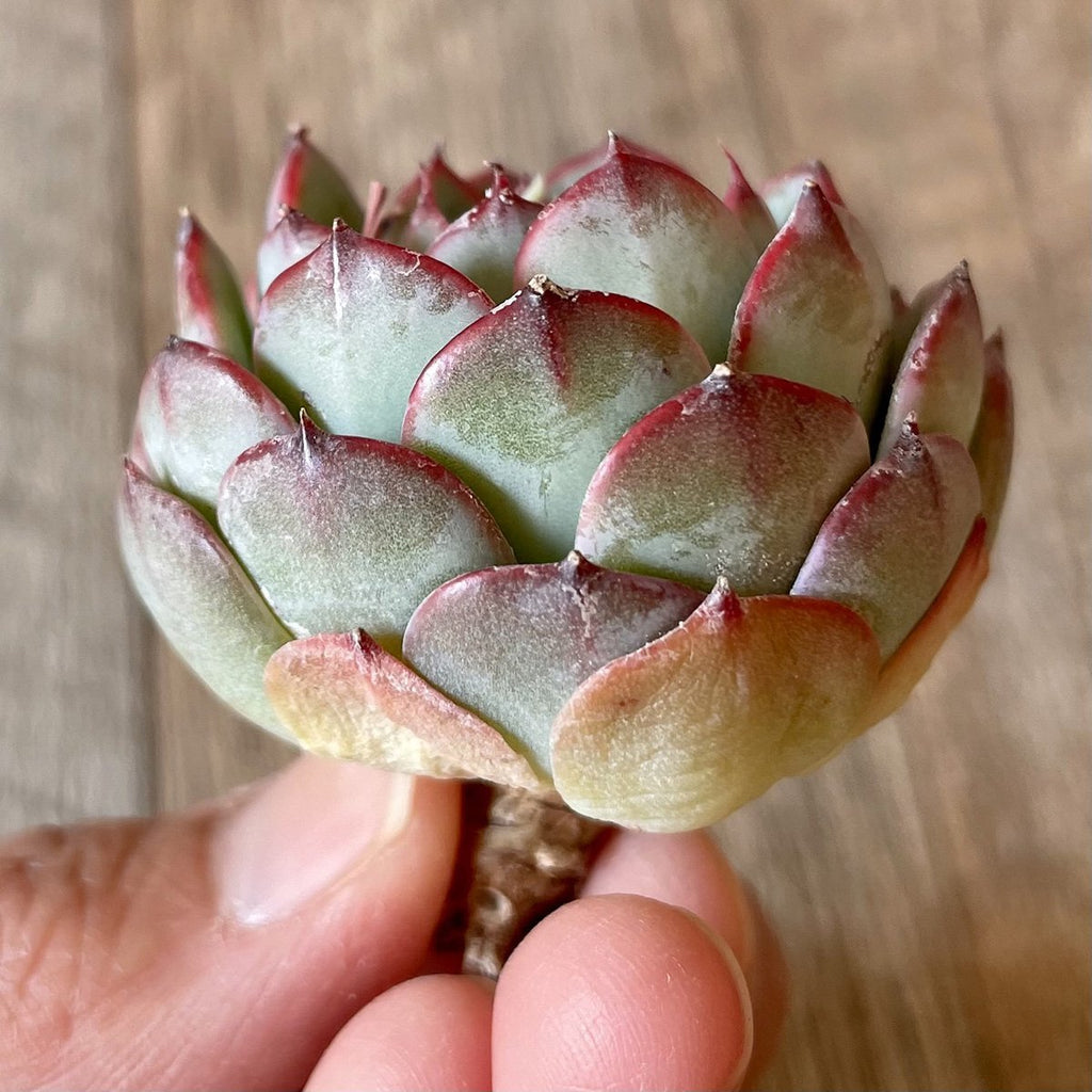 ＊新入荷＊　セシボン②　Cesibon - 多肉植物の通販・販売サイト tawawa