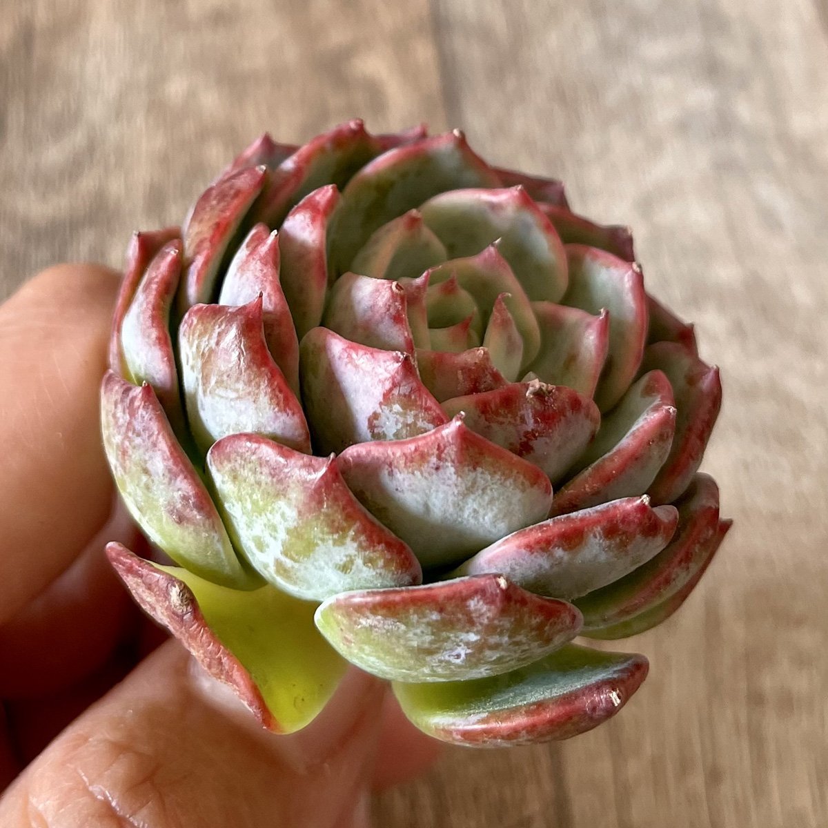＊新入荷＊　セシボン　Cesibong - 多肉植物の通販・販売サイト tawawa