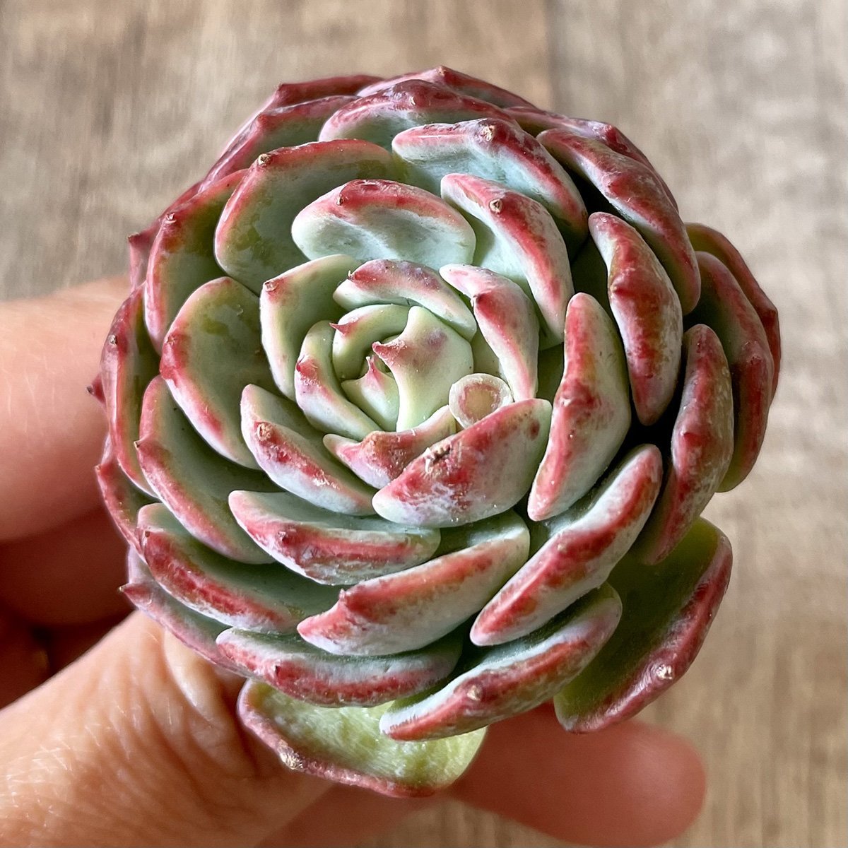 ＊新入荷＊　セシボン　Cesibong - 多肉植物の通販・販売サイト tawawa