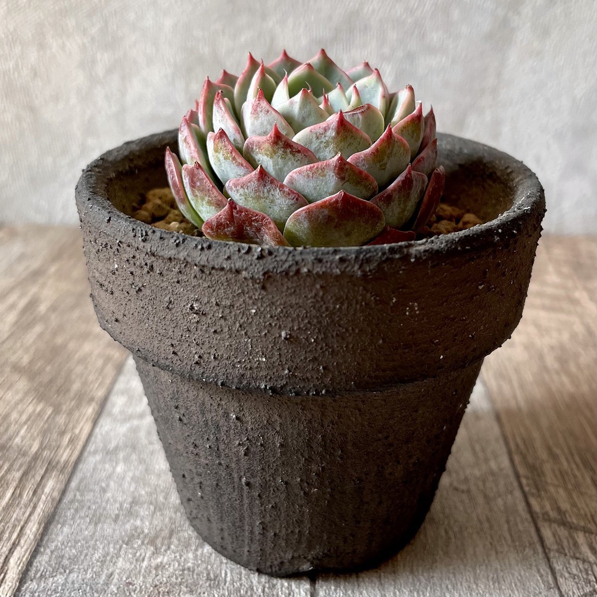 ＊新入荷＊　セシボン　Cesibong - 多肉植物の通販・販売サイト tawawa