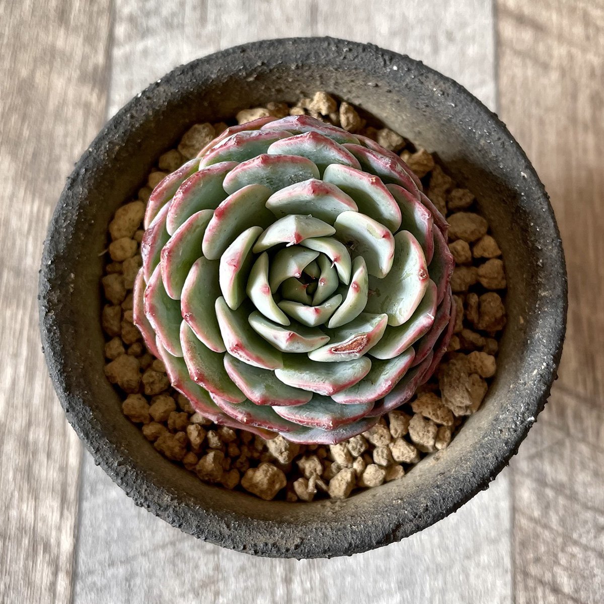 ＊新入荷＊　セシボン　Cesibong - 多肉植物の通販・販売サイト tawawa