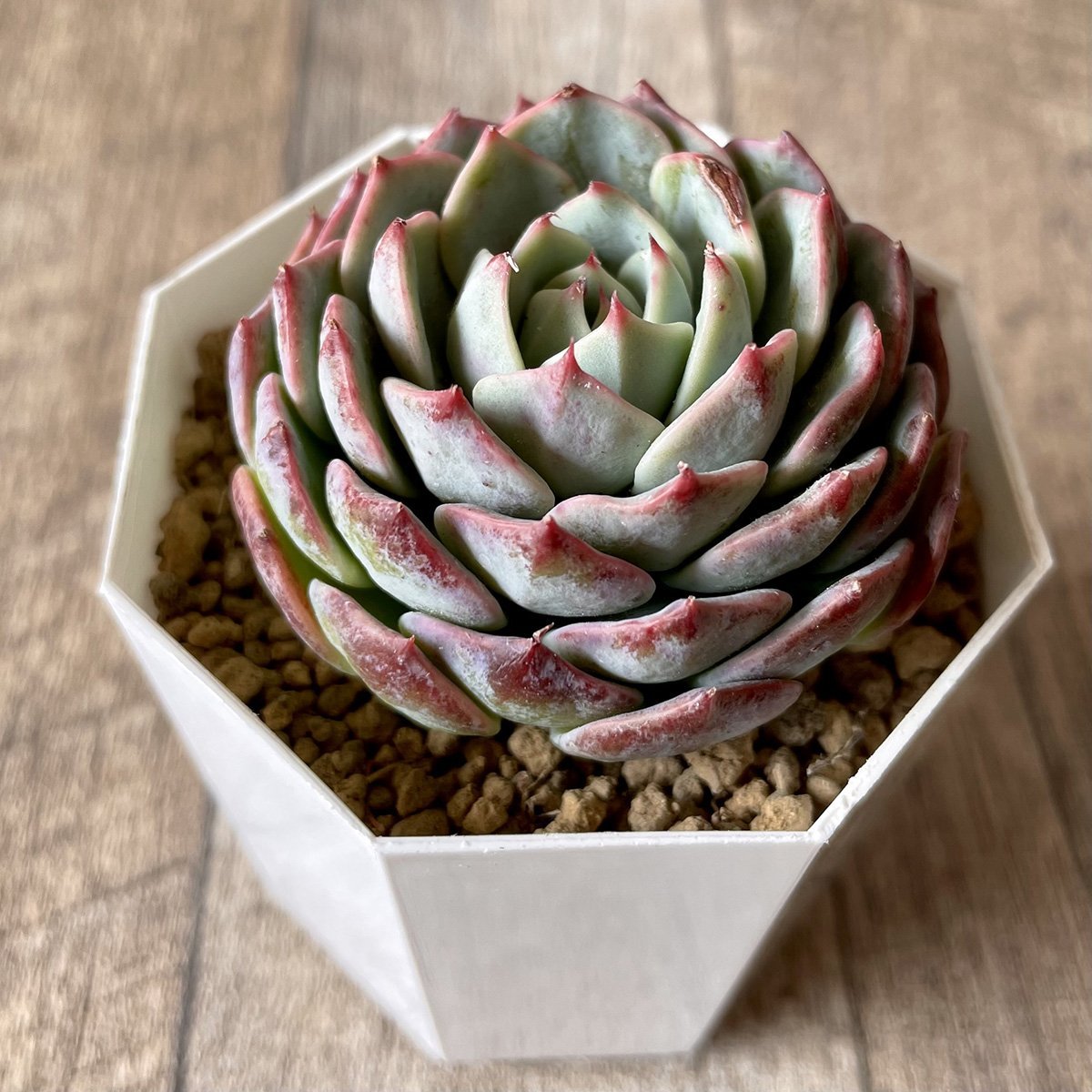＊新入荷＊　セシボン　Cesibong - 多肉植物の通販・販売サイト tawawa