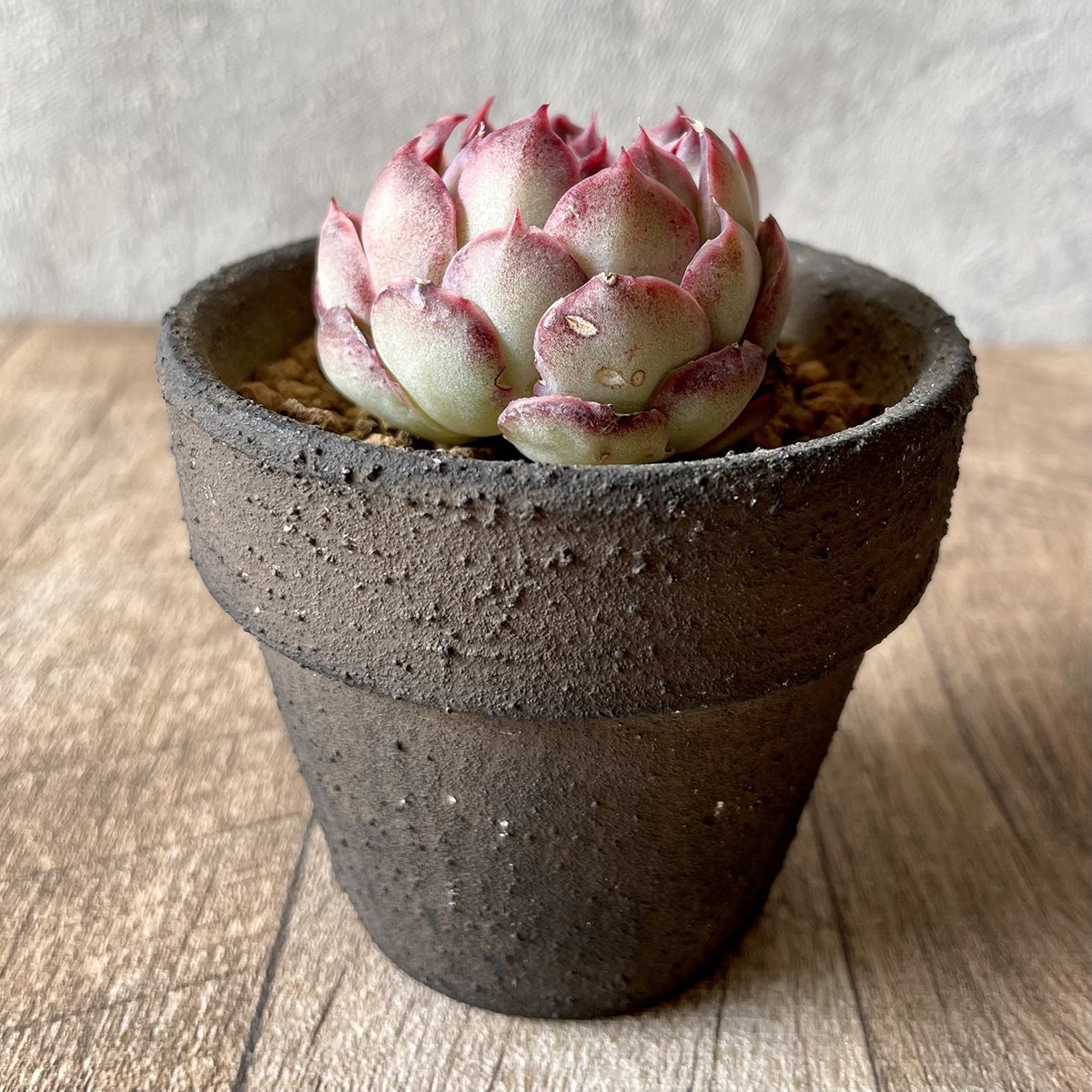 ＊新入荷＊　チョンハ　Cheongha - 多肉植物の通販・販売サイト tawawa