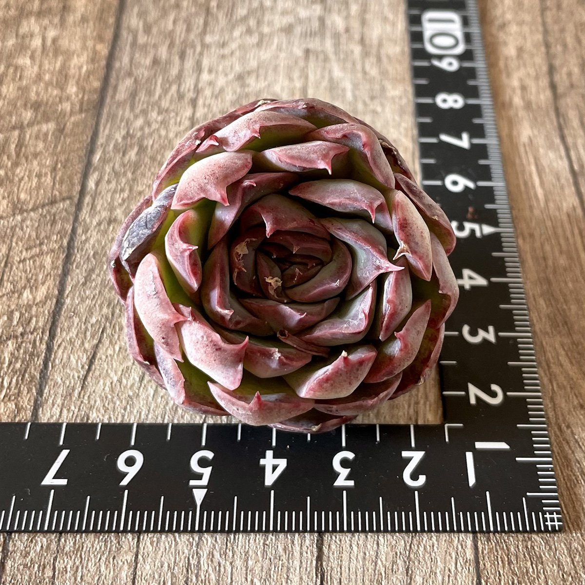 ＊新入荷＊　チョンハ　Cheongha - 多肉植物の通販・販売サイト tawawa