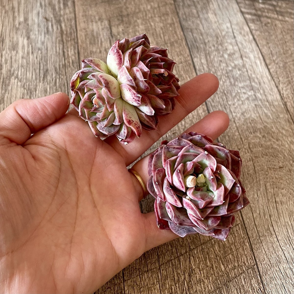 ＊新入荷＊　チョンハ　Cheongha - 多肉植物の通販・販売サイト tawawa