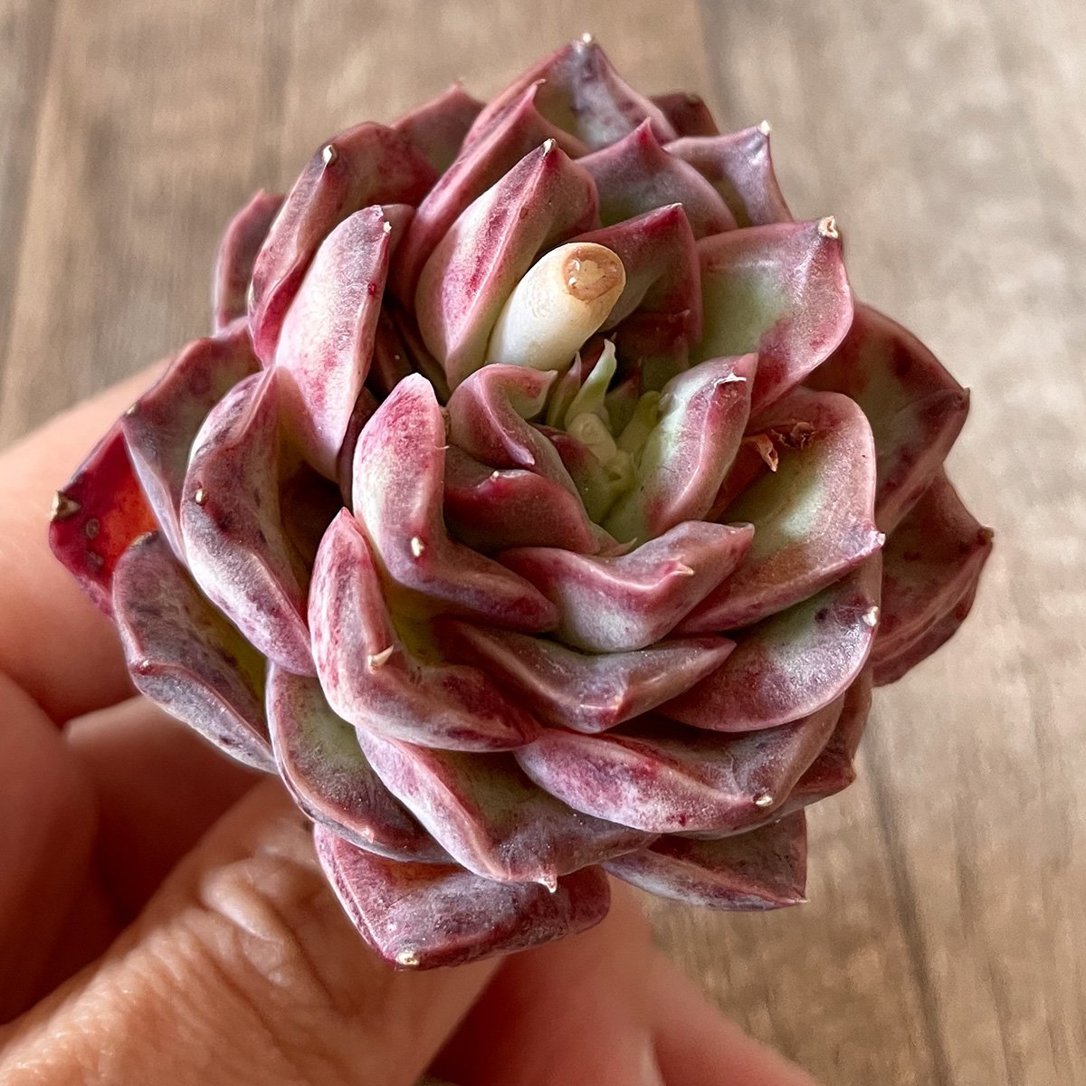 ＊新入荷＊　チョンハ　Cheongha - 多肉植物の通販・販売サイト tawawa