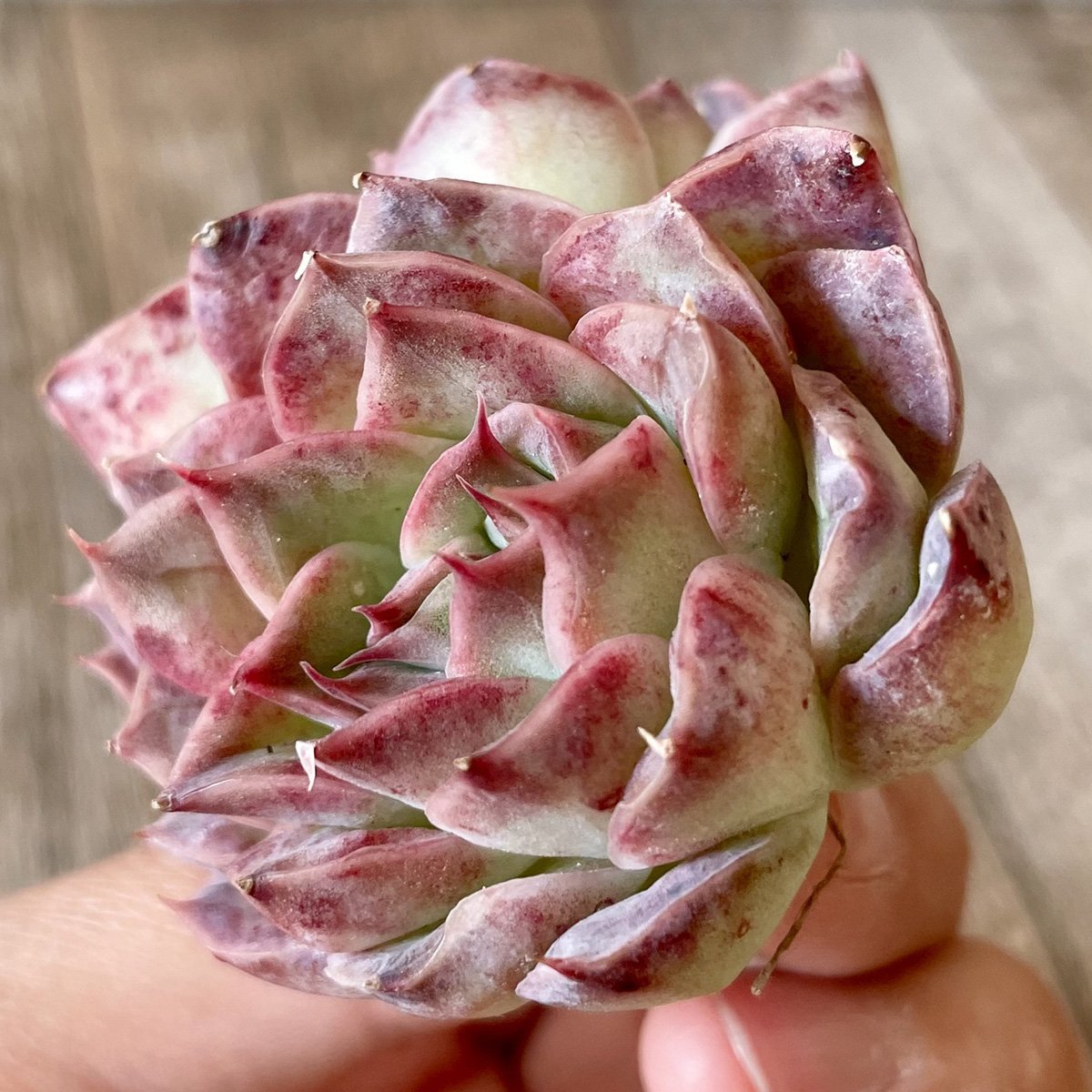 ＊新入荷＊　チョンハ　Cheongha - 多肉植物の通販・販売サイト tawawa