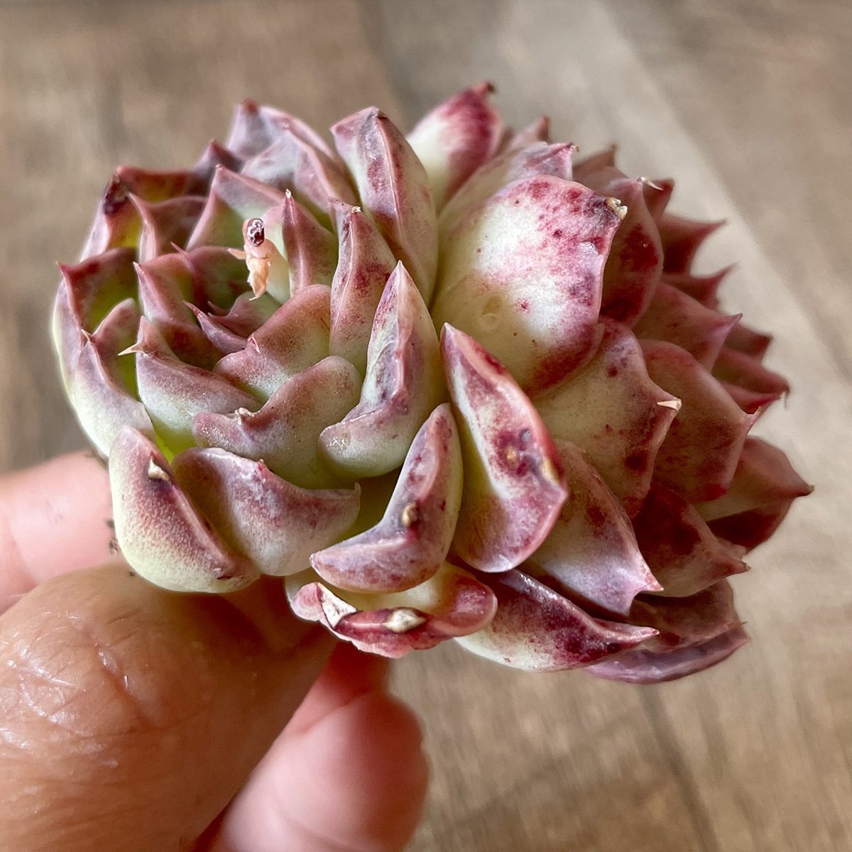 ＊新入荷＊　チョンハ　Cheongha - 多肉植物の通販・販売サイト tawawa