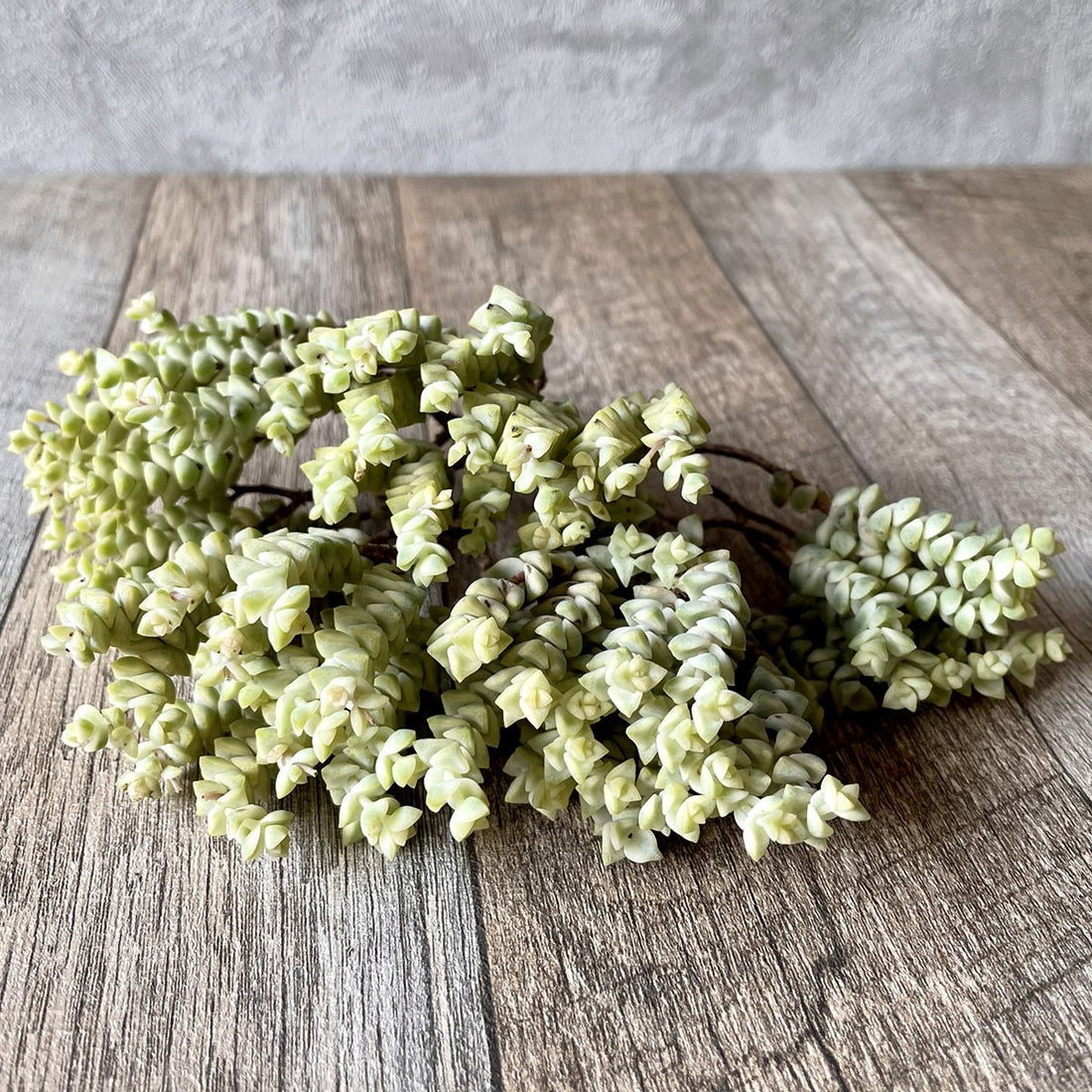 ヒソン金(パステル)Crassula-Heesun-Variegated - 多肉植物の通販 tawawa