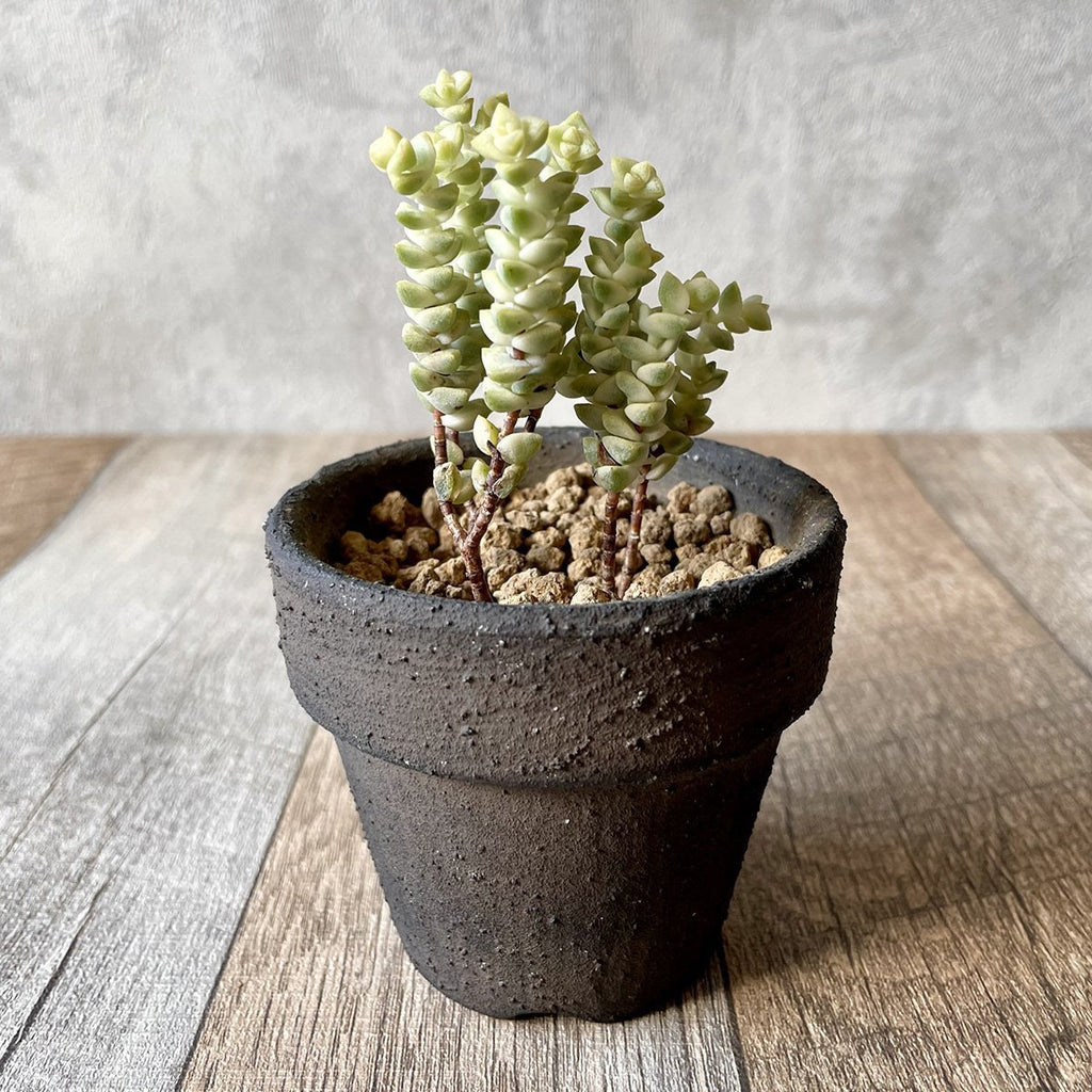ヒソン金（パステル）Crassula-Heesun-Variegated - 多肉植物の通販 tawawa