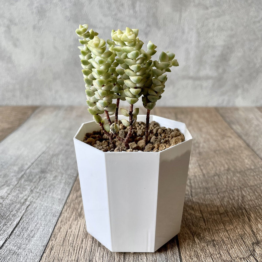 ヒソン金（パステル）Crassula-Heesun-Variegated - 多肉植物の通販 tawawa