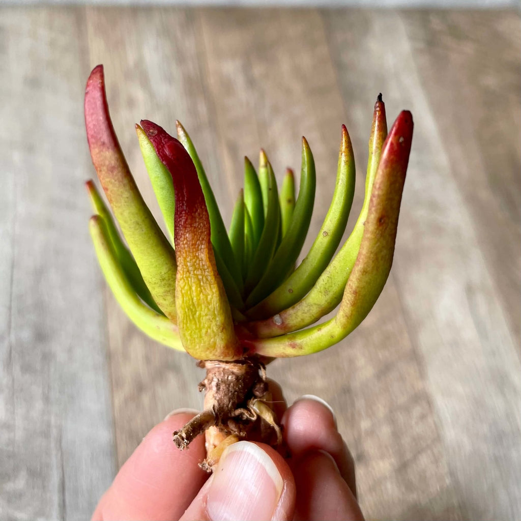 デビルズホーン　Devil's Horn - 多肉植物の通販 tawawa