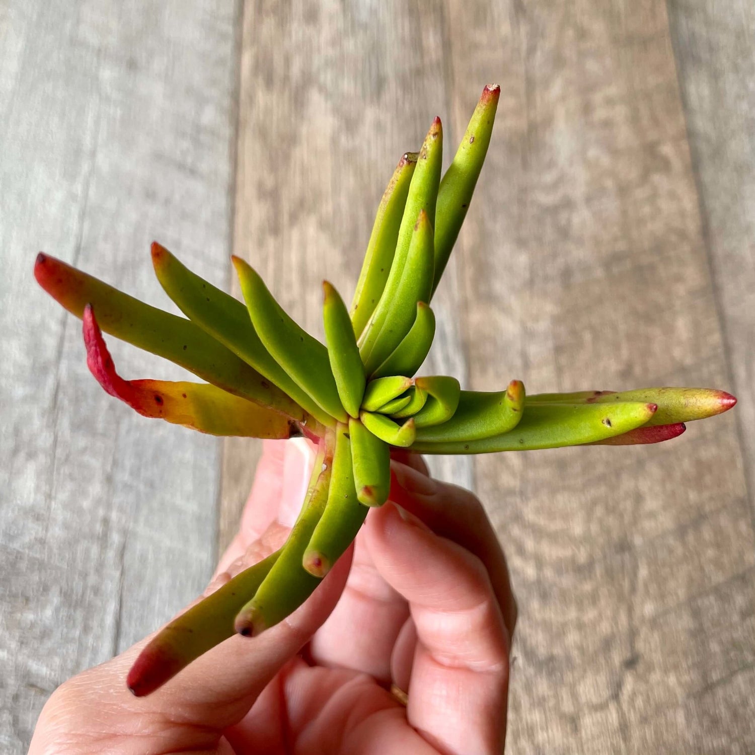 devil's horn succulent Devil's Horn – 多肉植物の通販・販売サイト tawawa