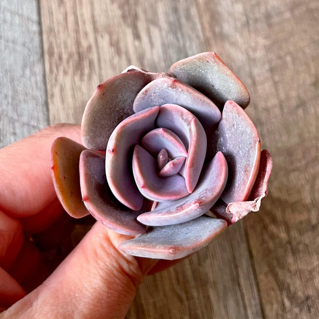 ダスティーローズ Dusty Rose - 多肉植物の通販 tawawa