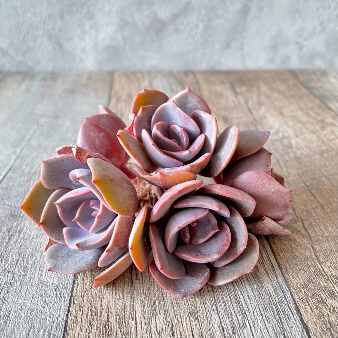 ダスティーローズ Dusty Rose - 多肉植物の通販 tawawa