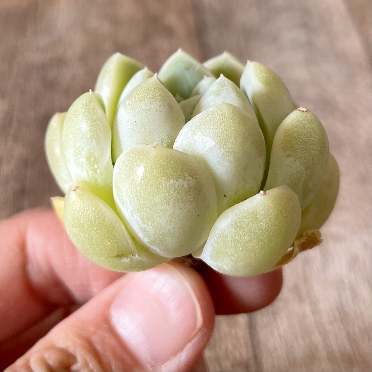 エレガンス　elegans - 多肉植物の通販・販売サイト tawawa