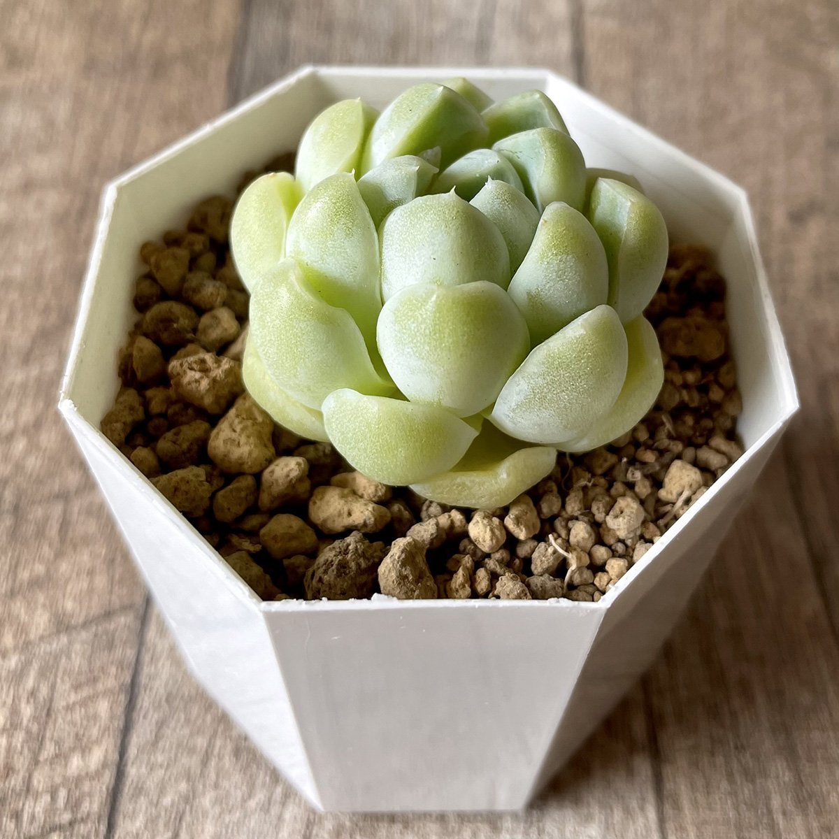 エレガンス　elegans - 多肉植物の通販・販売サイト tawawa