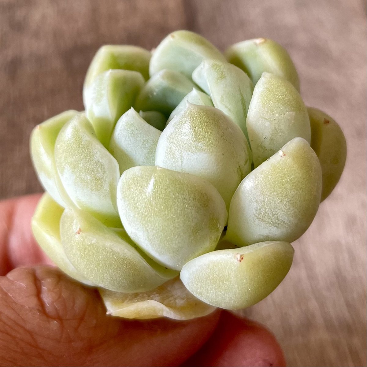 エレガンス　elegans - 多肉植物の通販・販売サイト tawawa