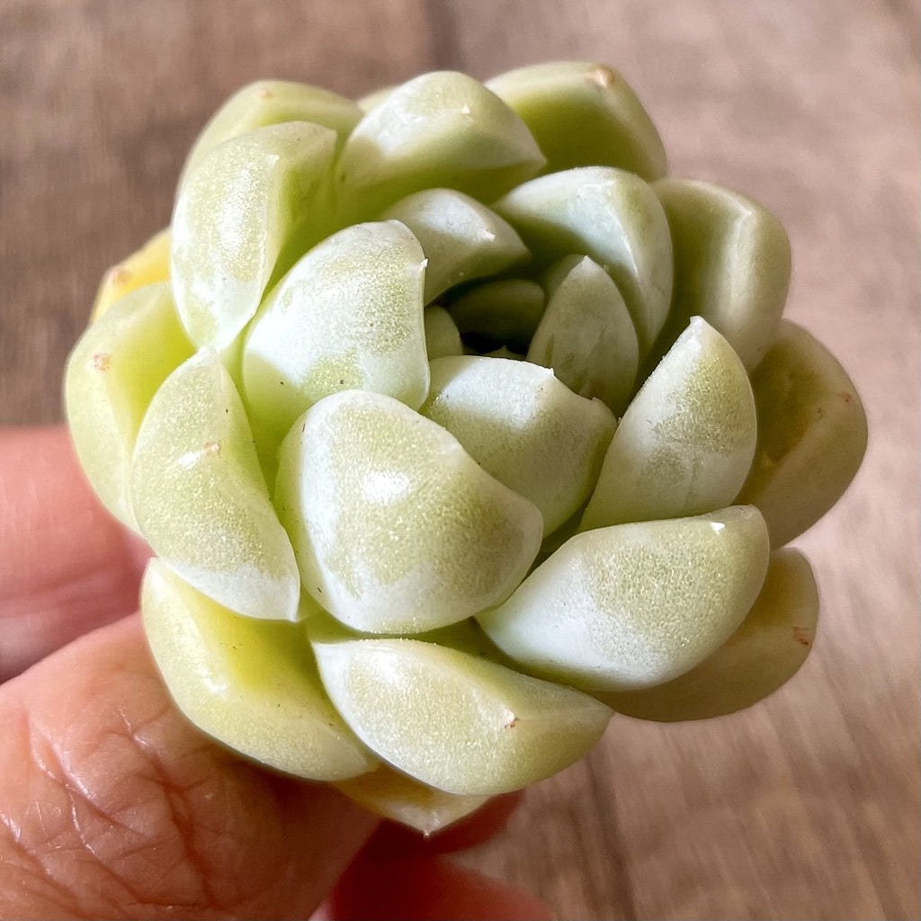 エレガンス　elegans - 多肉植物の通販・販売サイト tawawa