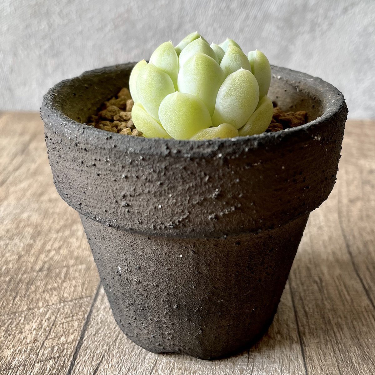 エレガンス　elegans - 多肉植物の通販・販売サイト tawawa
