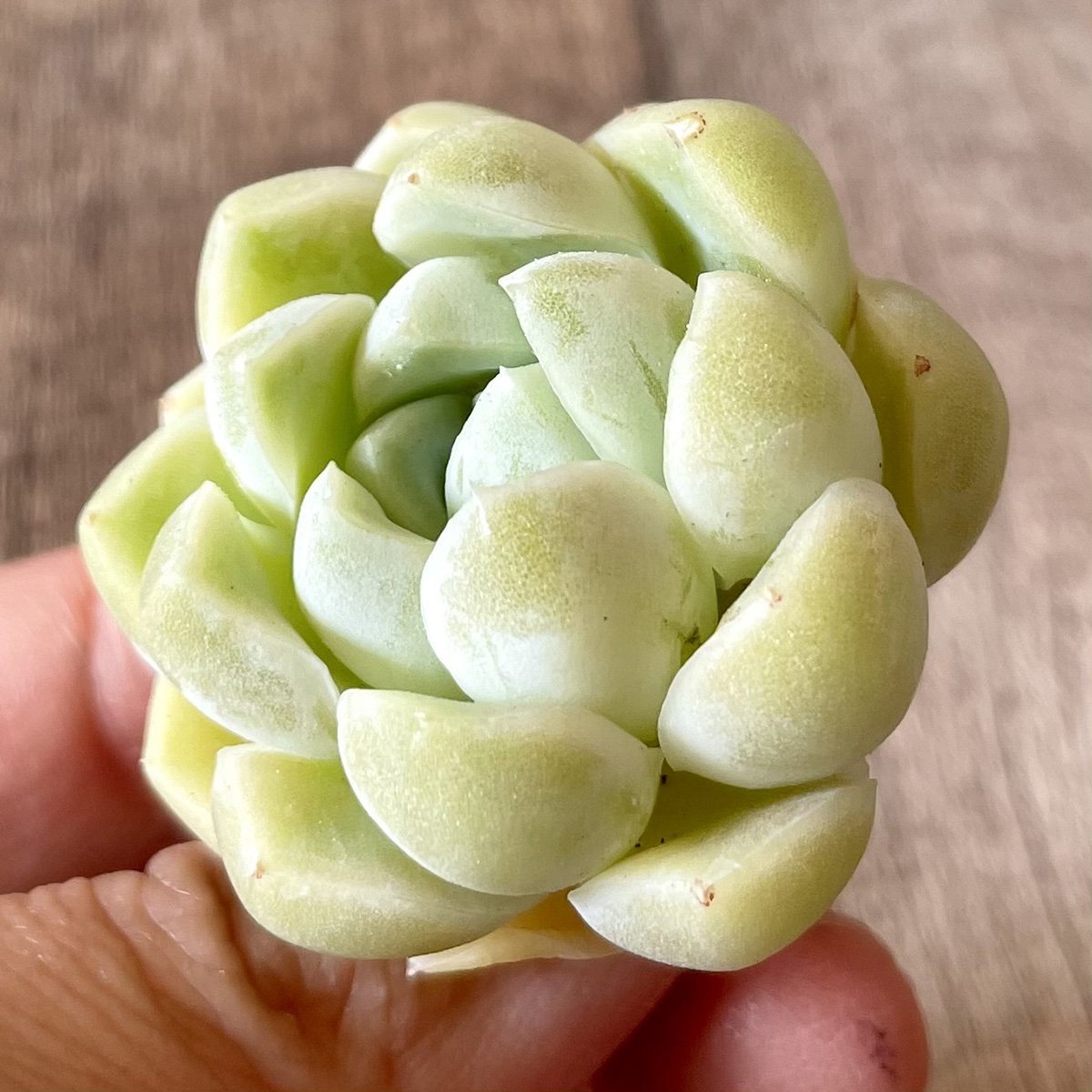 エレガンス　elegans - 多肉植物の通販・販売サイト tawawa