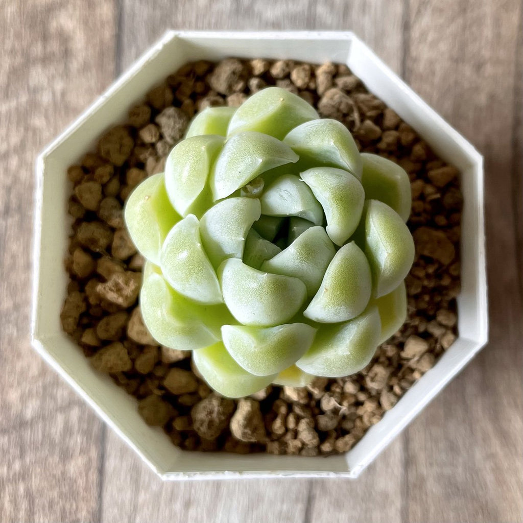 エレガンス　elegans - 多肉植物の通販・販売サイト tawawa