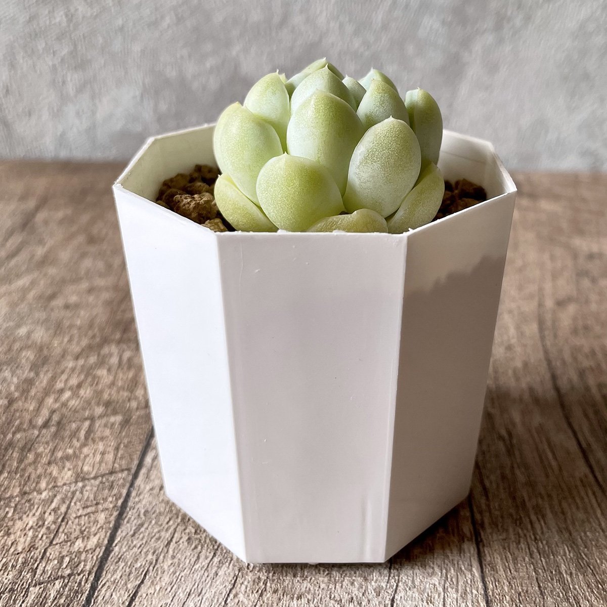 エレガンス　elegans - 多肉植物の通販・販売サイト tawawa