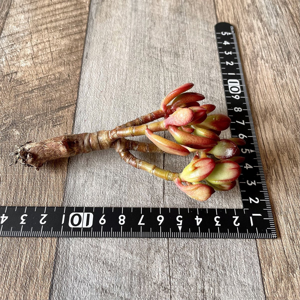 ＊新入荷＊ 　ゴーラム Hobbit - 多肉植物の通販 tawawa