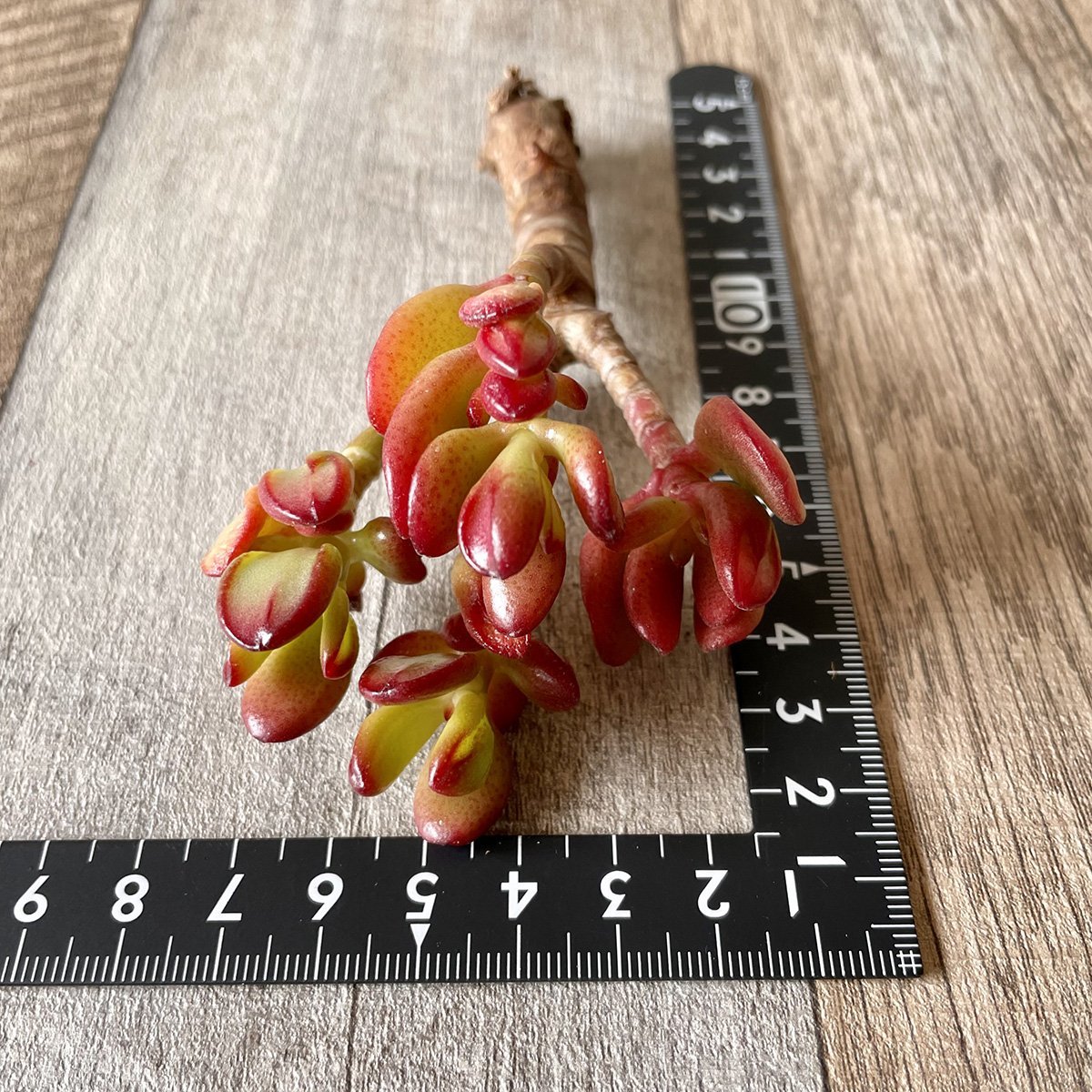 ＊新入荷＊ 　ゴーラム Hobbit - 多肉植物の通販 tawawa