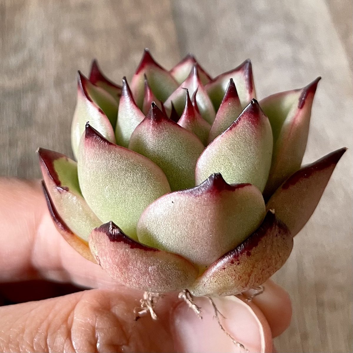＊新入荷＊　アガボイデス エボニーhyb agaboides Ebony hyb - 多肉植物の通販・販売サイト tawawa