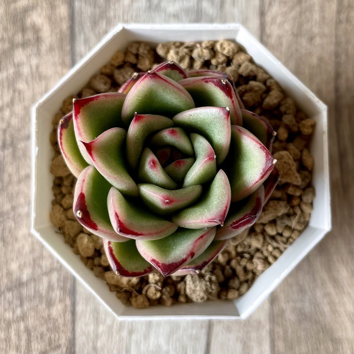 ＊新入荷＊　アガボイデス エボニーhyb agaboides Ebony hyb - 多肉植物の通販・販売サイト tawawa